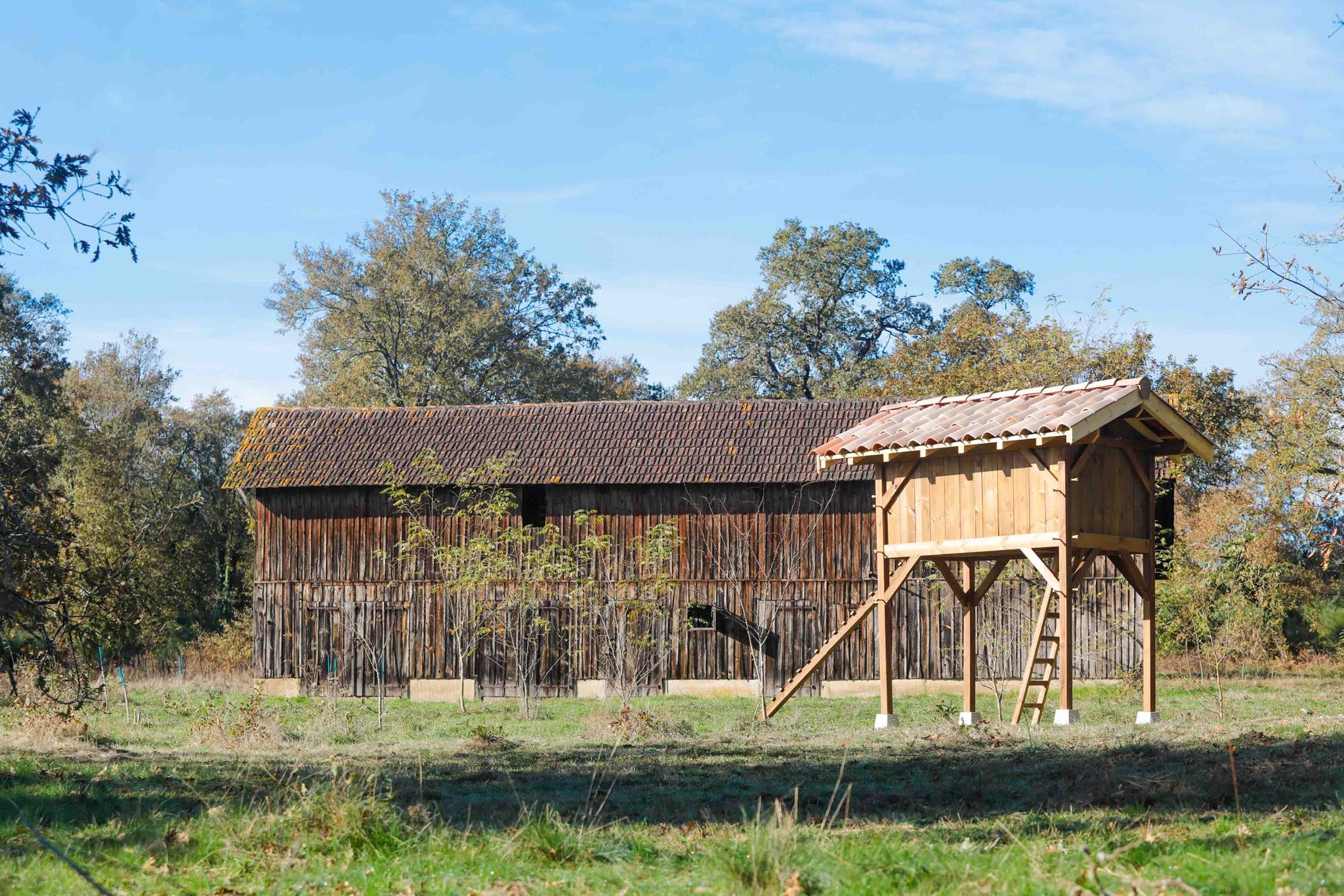 Poulailler 4 pentes typiquement landais a cote d'une grange traditionnelle