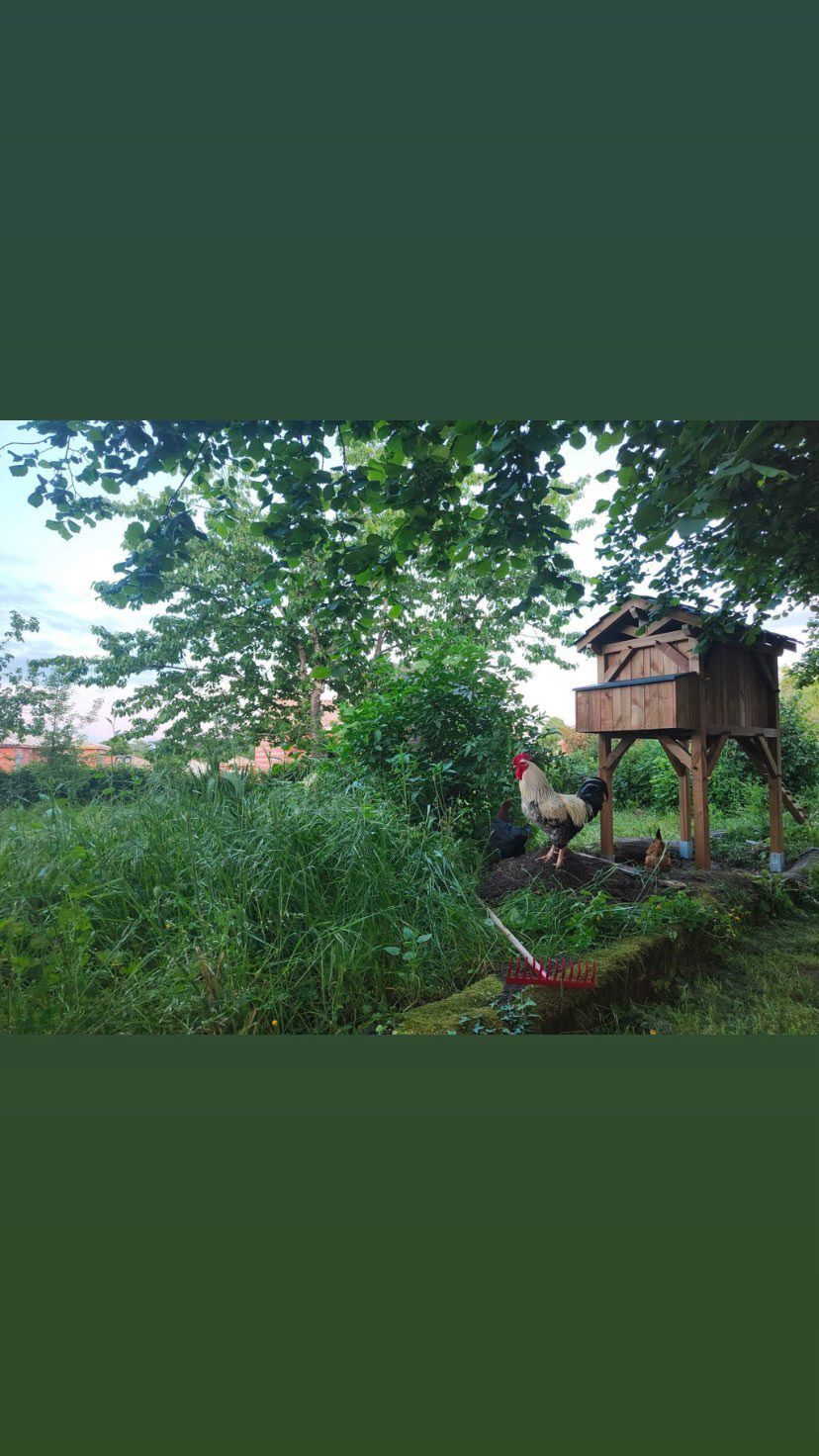 Coq devant un poulailler dans un jardin de permaculture